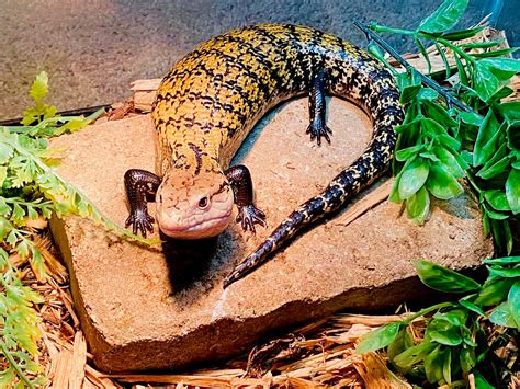 Blue Tongue Skink