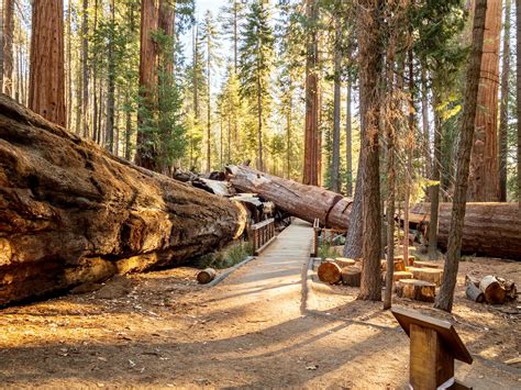 sequoia  redwood national parks     visit parks