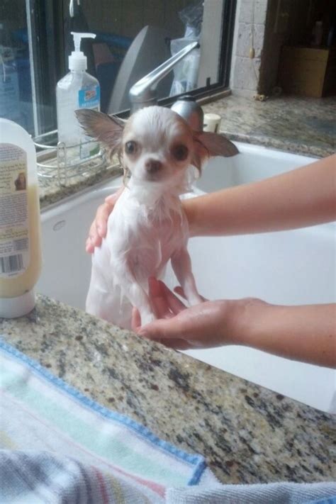Understanding Your chihuahua’s Body Language-Sounds And Movement ...