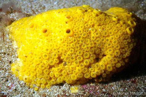 photographie de cliona celata yellow boring sponge