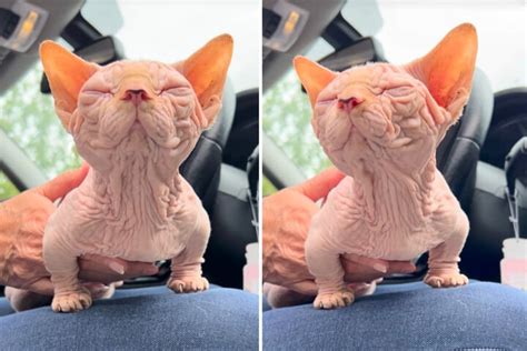 Unusual "bullycat" breed sparks outrage among animal rights activists