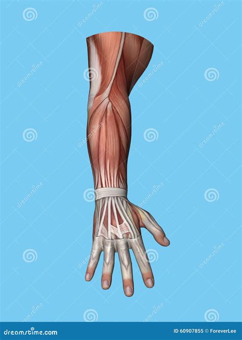 Anatomy Posterior View Of Hand And Arm. Stock Image | CartoonDealer.com
