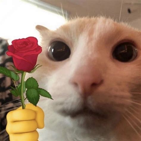 Создать мем "кот, милые котики смешные, милый котик мем" - Картинки ...