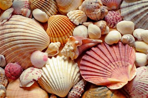 16 Easy and Beautiful Shell Crafts for Kids