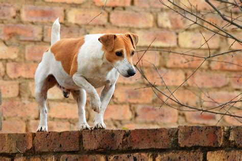 curious dog  wall  stock photo public domain pictures
