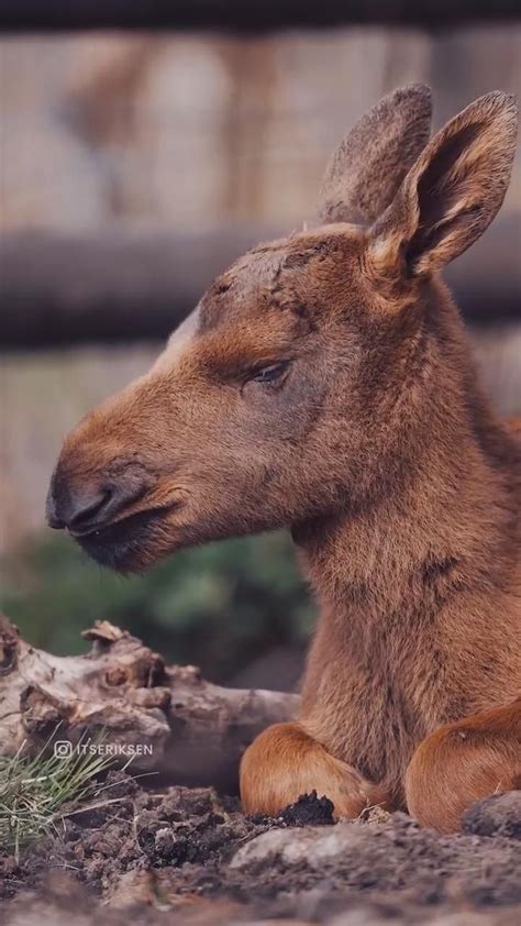 Baby moose are so cute! 🦌 | Zoo animals photography, Animal photography ...