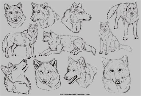 Wolf studies by TheMysticWolf on DeviantArt