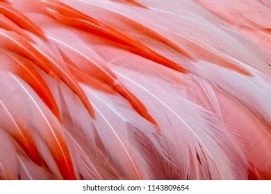 88,106 Flamingo feathers Images, Stock Photos & Vectors | Shutterstock