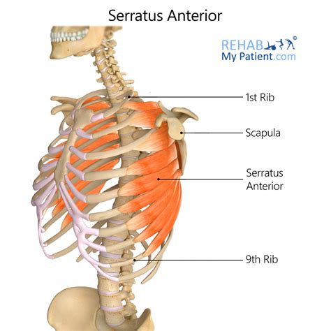 Serratus Anterior | Rehab My Patient