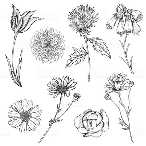 Set of hand drawn sketch flowers with stems and top view. Monochrome ...