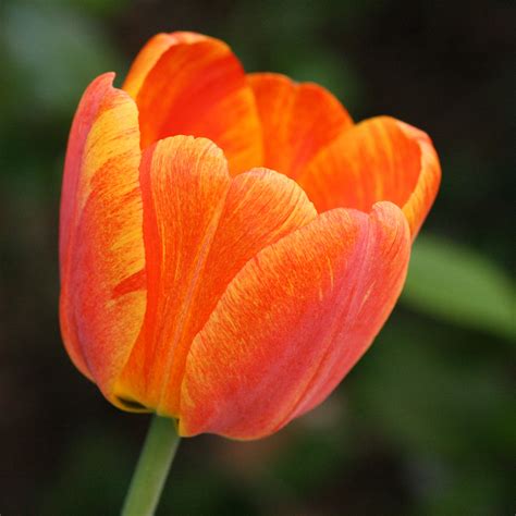 Orange Tulip Flower