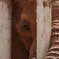 Elephants News, Articles | IFLScience