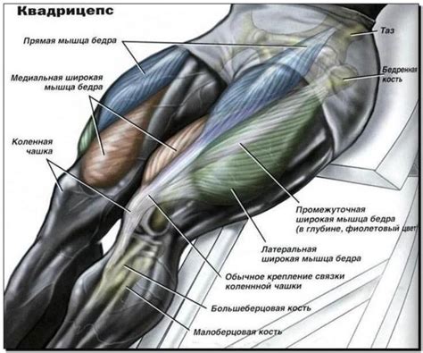 Мышцы передней поверхности бедра
