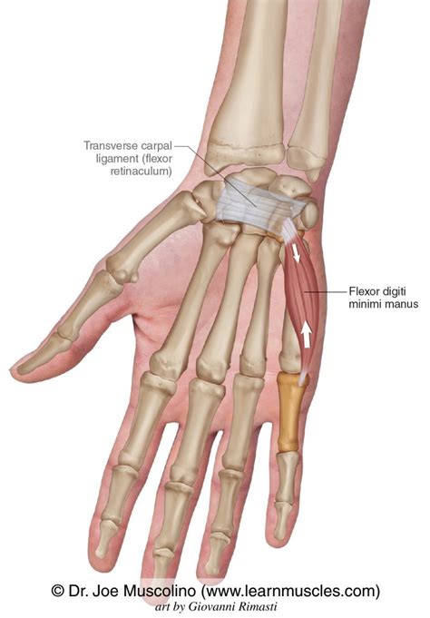 digiti manus abductor digiti minimi muscle  hand kdsk