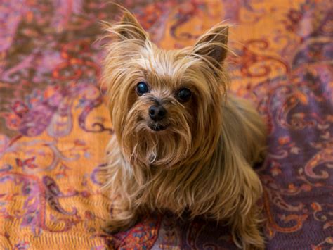 10 Things You Didn't Know about The Paisley Terrier