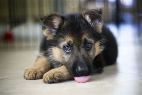 German Shepherd Puppies Wallpapers - Top Free German Shepherd Puppies ...