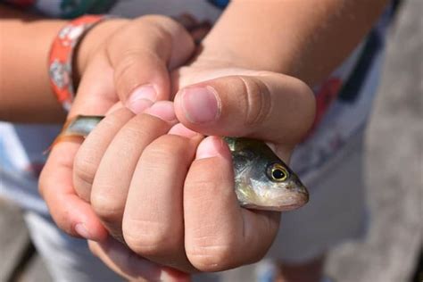 ファフロツキーズ現象か？オーストラリアの砂漠の奥地で魚の雨が降る怪現象 - カラパイア | Tag Berita Sayur