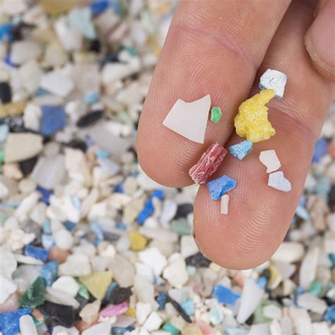 microplastics florida sea grant