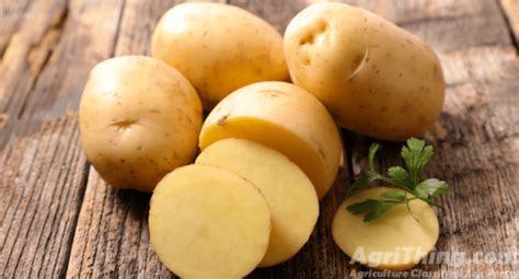 kashmiri desi patato agrithingcom
