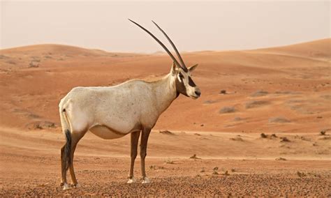 Deserto Do Saara Animais - Quais animais vivem no Deserto do Saara? – Zona Curiosa