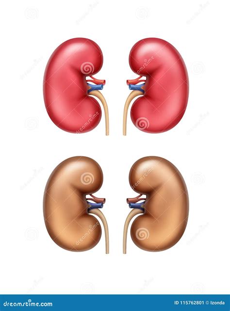 Anatomia umana del rene illustrazione vettoriale. Illustrazione di ...