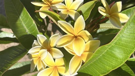 Plumeria - The Symbol of Aloha - Hawaii Real Estate Market & Trends ...