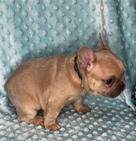 June Frenchie Puppy Update! | Butler Pugs And Frenchies