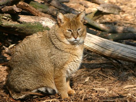 Камышовый кот: фото с описанием и цена, жизнь в дикой природе и ...
