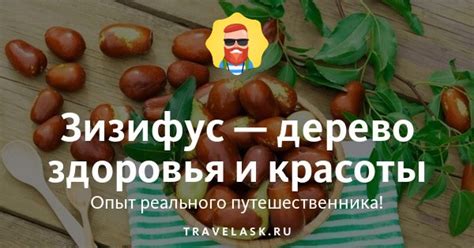 Зизифус (китайский финик, ююба): фото фрукта, сорта, свойства, польза и ...