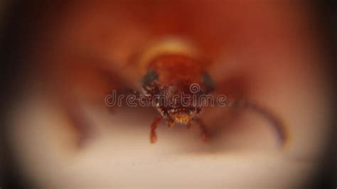 Mealworm Under the Microscope, Adult. Beetle Face. Superworm Insects ...