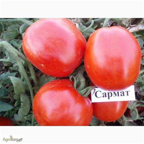 Продам СЕМЕНА помидор сливовидные сорта — Agrotorg