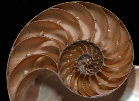 Nautilus Pictures - AZ Animals