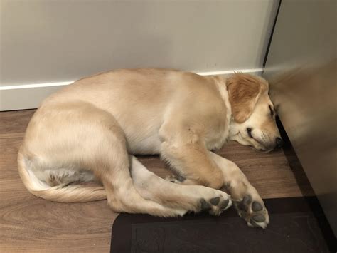 257 best Smushed images on Pholder | Aww, Mildlyinteresting and Baking