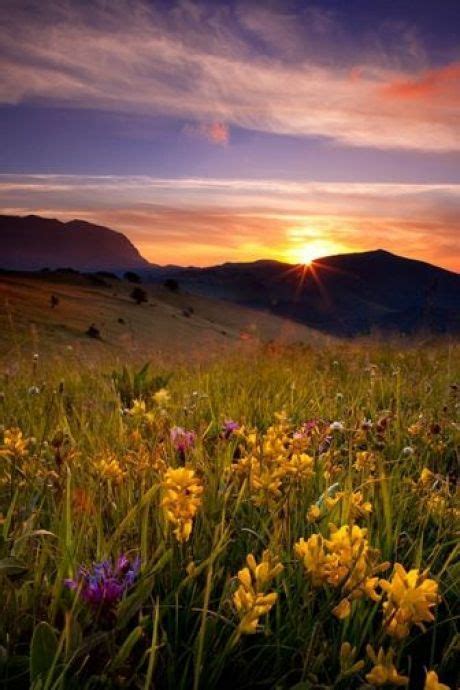 Mountains at Sunset with Wildflowers