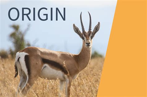 Brand playbook production: Gazelle Wind Power: Gazelle Wind Power - A