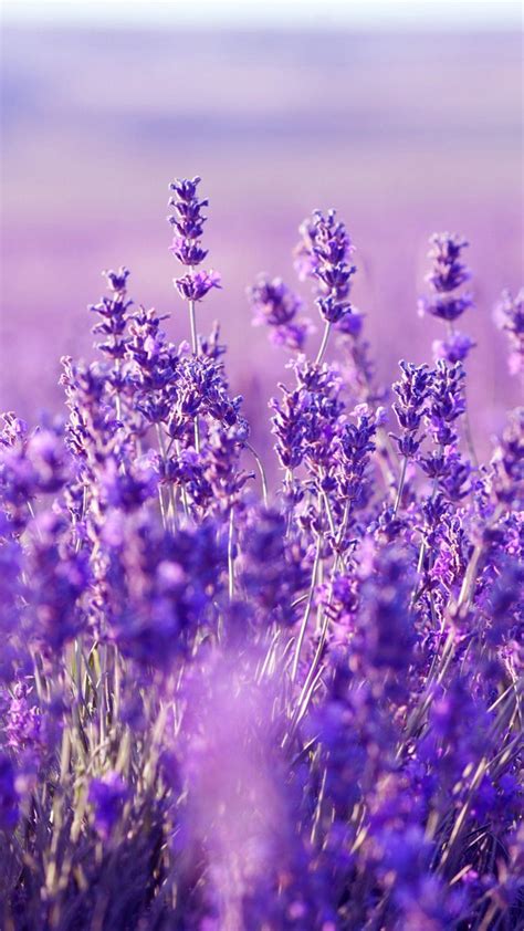 Lavender Flower Wallpapers - Top Free Lavender Flower Backgrounds ...