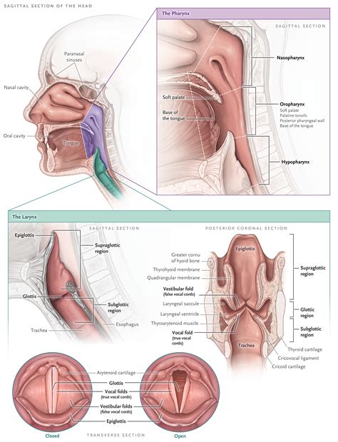 Upper Airway Anatomy Intubation Decreasing Time To Place And Teach