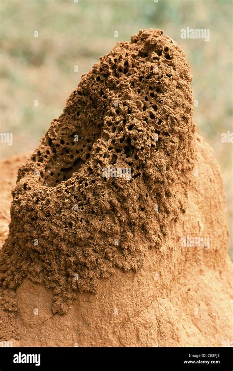 formicary ant colony ant nest ant hill india asia stock photo