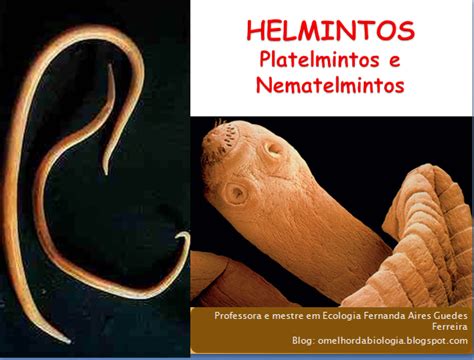 O Que São Helmintos - O Melhor da Biologia: Aula sobre Helmintos - platelmintos e nematelmintos
