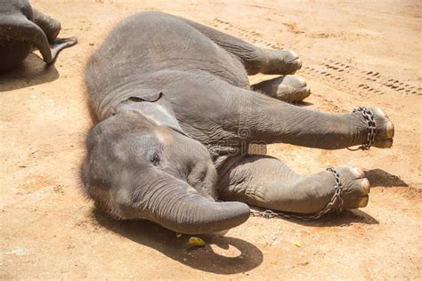 Asian Elephants At Thai Elephant Conservation Center Stock Photo ...