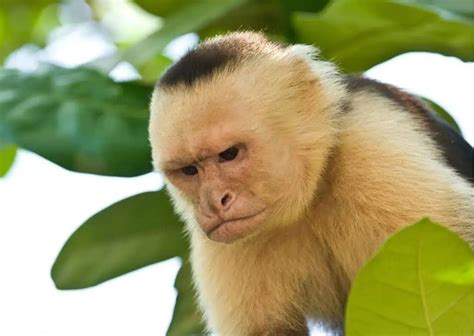 Capuchin Monkey Behavior - AnimalBehaviorCorner