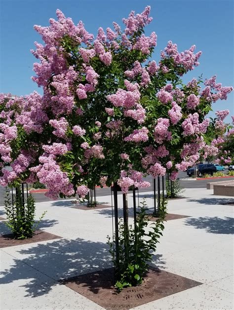 The 2 Minute Gardener: Photo - Crape Myrtle (Lagerstroemia indica