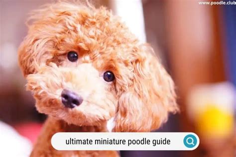 Toy vs Miniature Poodle [Comparison + Photos] - Poodle Club