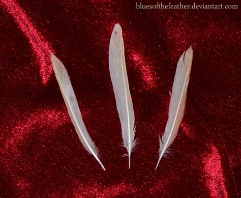 Domestic Canary Feathers by BluesOfTheFeather on DeviantArt