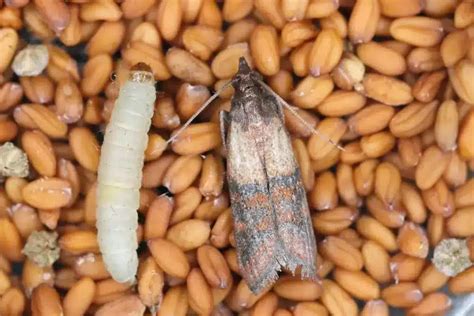 mites alimentaires identification prevention  solutions