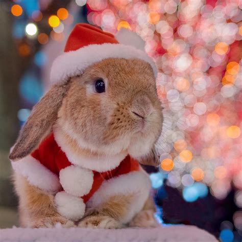 Christmas Bunny Wallpapers - Wallpaper Cave