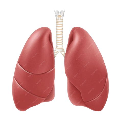 Anatomia Do Pulmão Humano - Estrutura da anatomia dos pulmões humanos Ilustração em vetor 3d ...