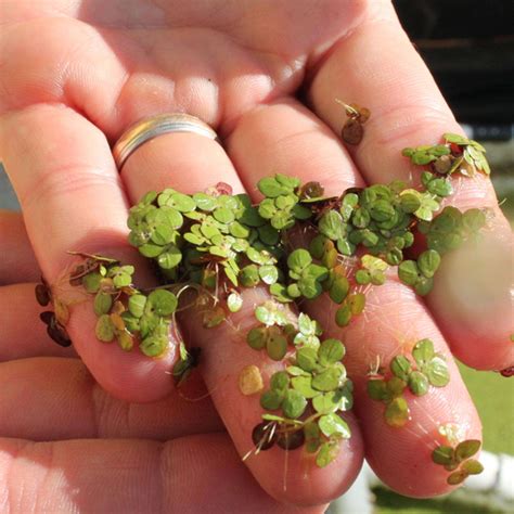 Is Duckweed A Floating Plant at Adela Spooner blog