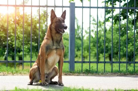 Belgian Malinois Care, Size, Lifespan & Temperament | Perfect Dog Breeds