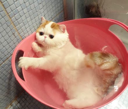 Catsparella: Meet Snoopy: The Internet's New Favorite Cat, Who Was ...